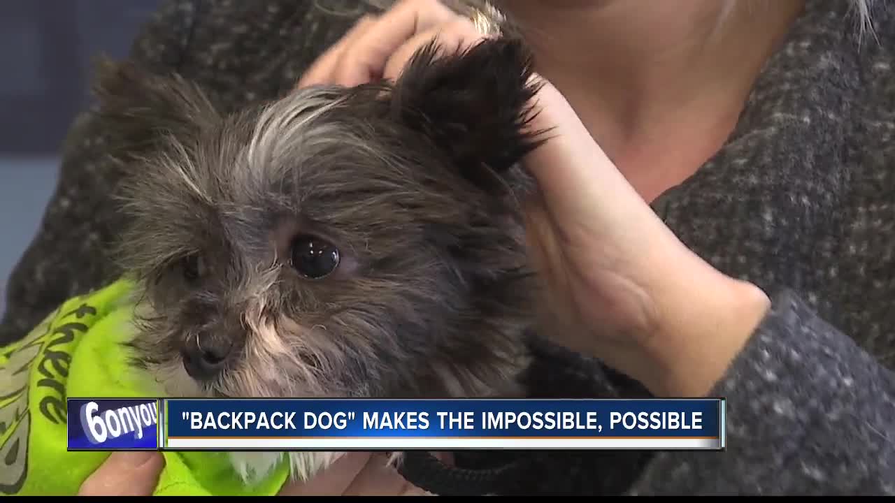 Dog found in backpack is making the impossible, possible