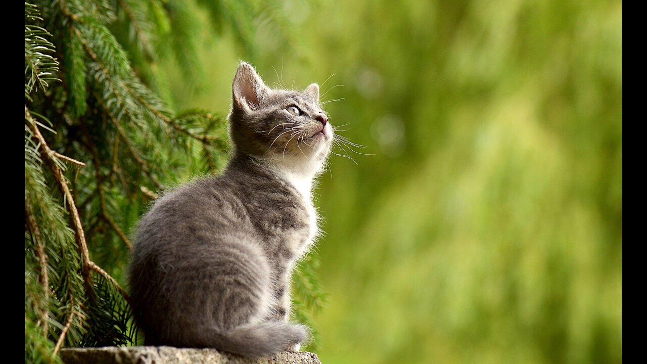 Best pets ever 2022
