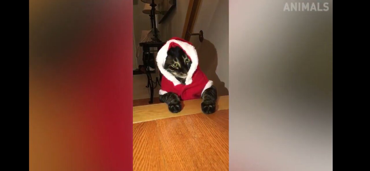 Cat most funny video