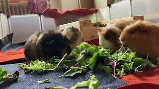 My Guinea pigs eating fresh salad while waiting