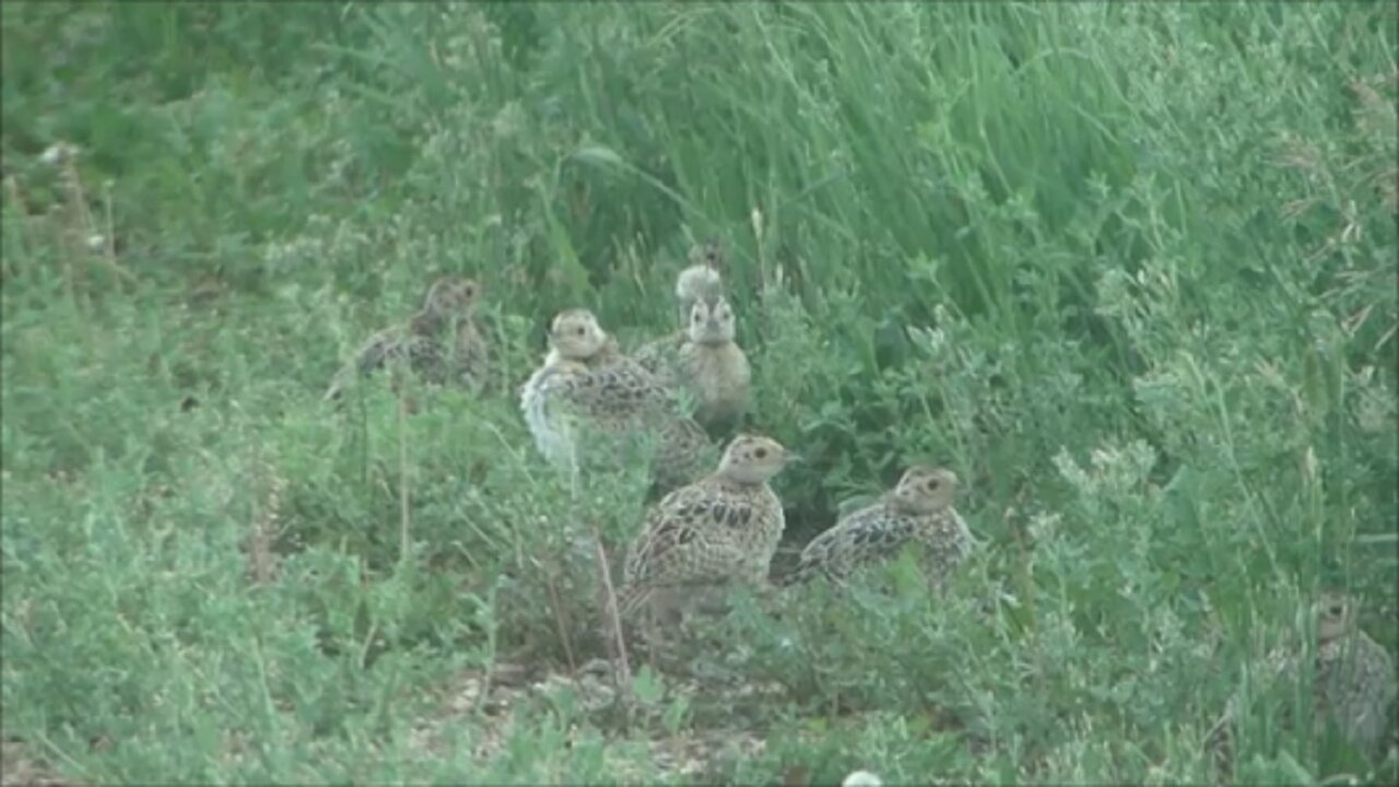 Eight Little Chicks - Ring Neck Pheasants