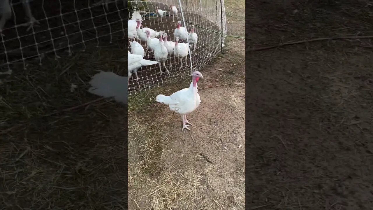 I must’ve missed a turkey when I put them up last night… or she flew over the fence. 🤷🏼‍♂️🤷🏼‍♂️