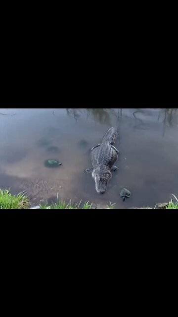 Turtle steals chicken wing from Alligator