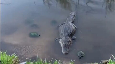 Turtle steals chicken wing from Alligator