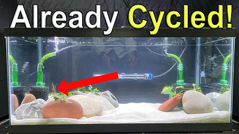 Moving Fish to a New Tank and Instantly Cycling It