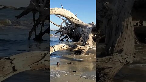 🏝️ Late Afternoon on Driftwood Beach 🏝️ 12 #shorts
