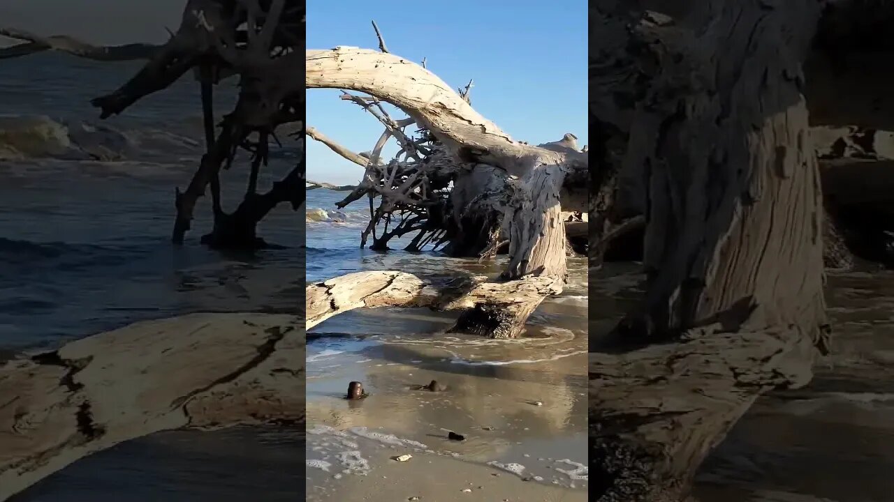🏝️ Late Afternoon on Driftwood Beach 🏝️ 12 #shorts