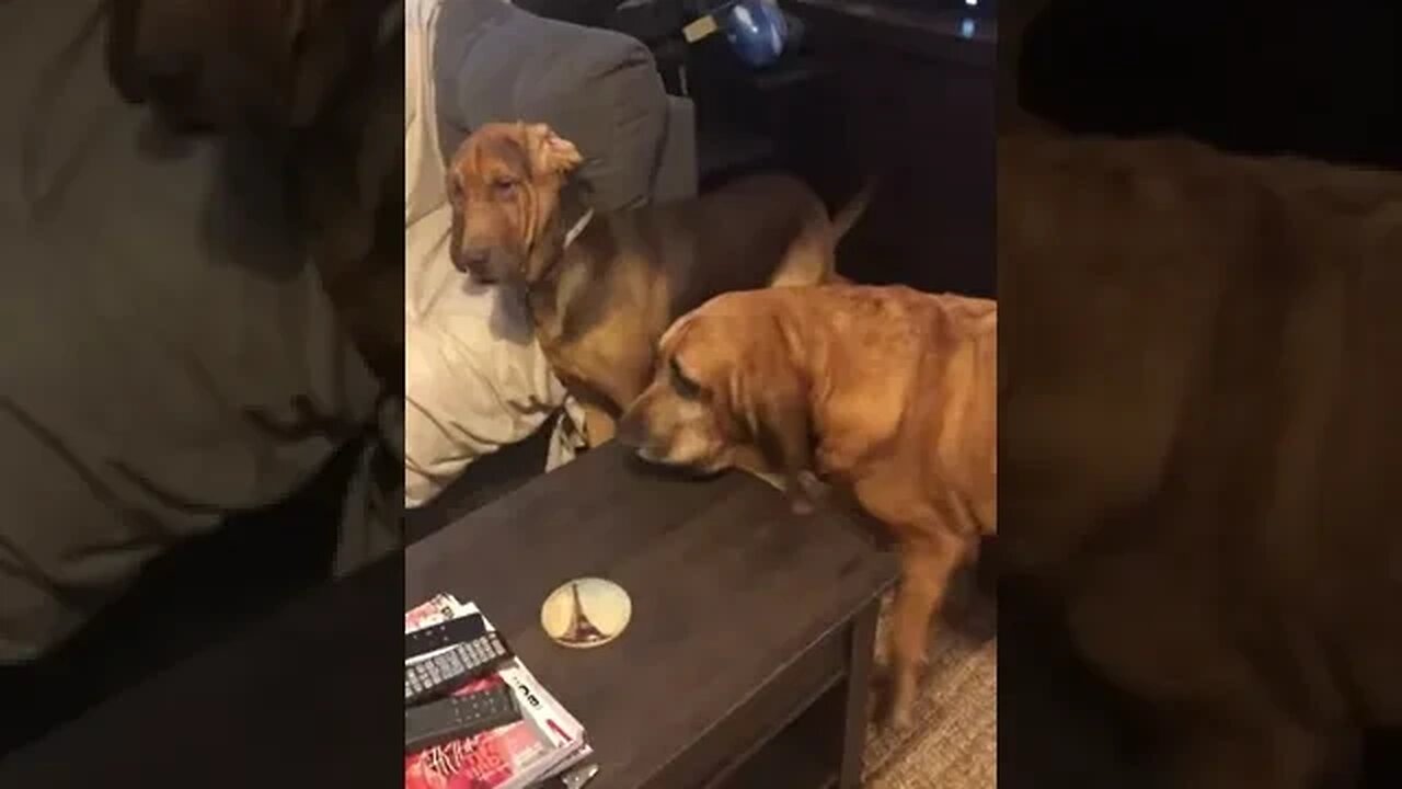 bored dog