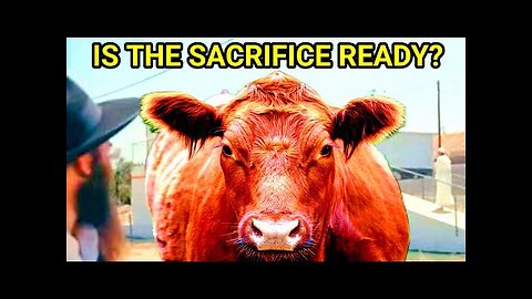 Red Heifer Update - Is The Sacrifice Ready?