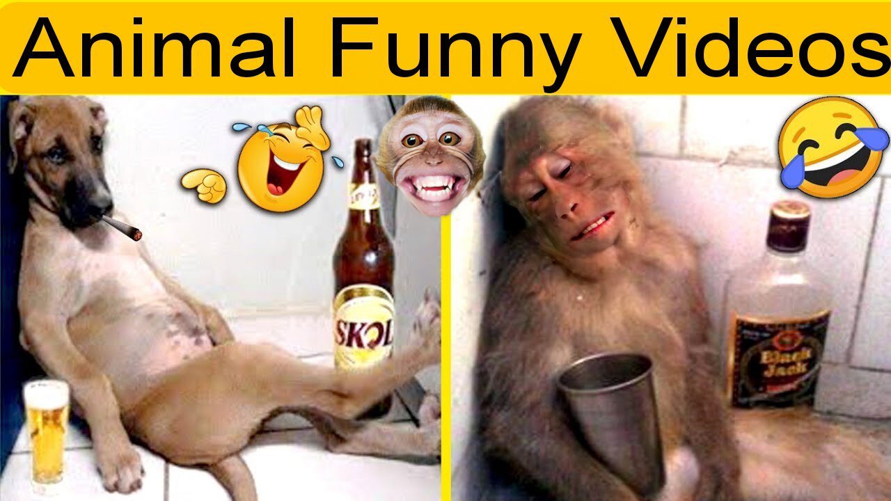 Animal Funny Rection video