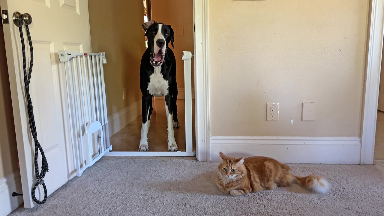 Funny Great Dane Complains Cat Won't Let Her In To Play Whack a Dane