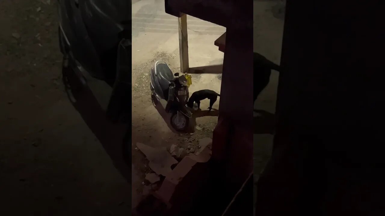 Funny dog stealing