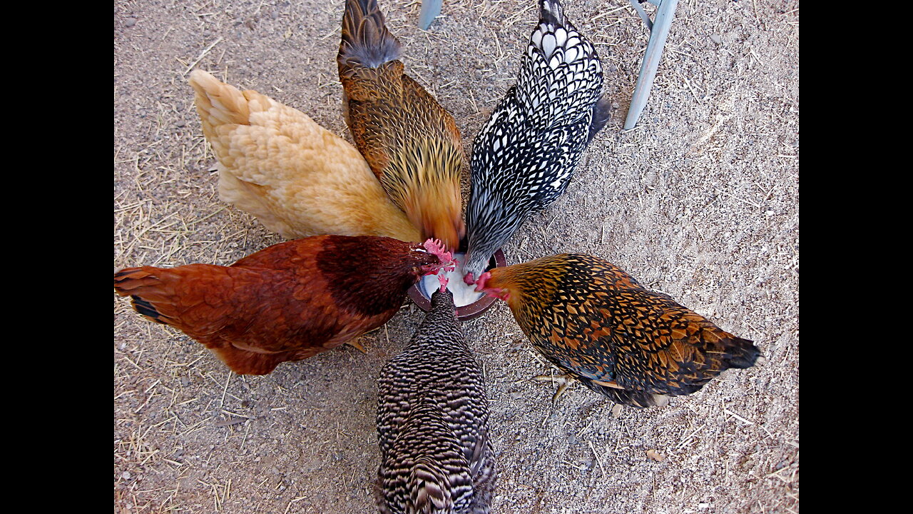 Chicken Cam Live From The Nugget Hut Stream