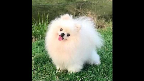 Cute cute dog beautifying himself