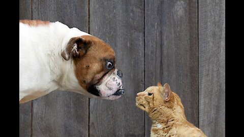 train your dog so it don't fight your cat at home | teach your dog and cat to get along