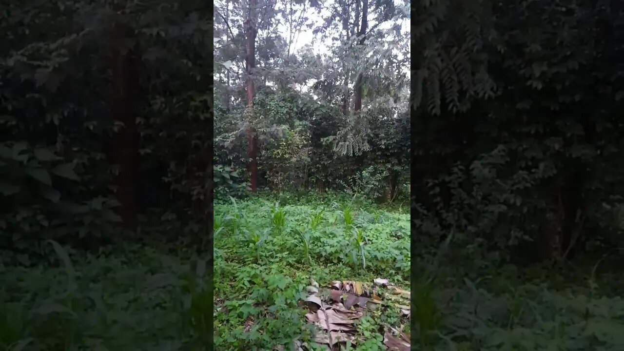Relaxing bird sounds #relaxing #sleep #nature #forestsounds #windsounds #birdsounds #forest #viral