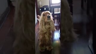 #dogshow, #amimals, #dogs, #shorts