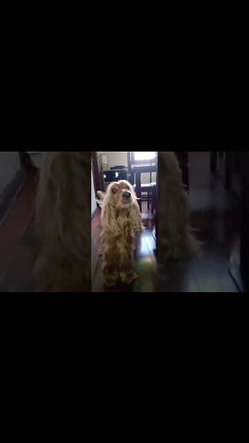 #dogshow, #amimals, #dogs, #shorts