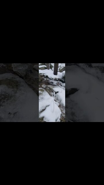 Arroyo y Cascada de La Chorranca en Pinar y Monte de Valsaín (Segovia, España)
