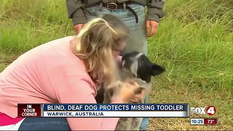 Deaf, blind dog keeps missing 3-year-old safe