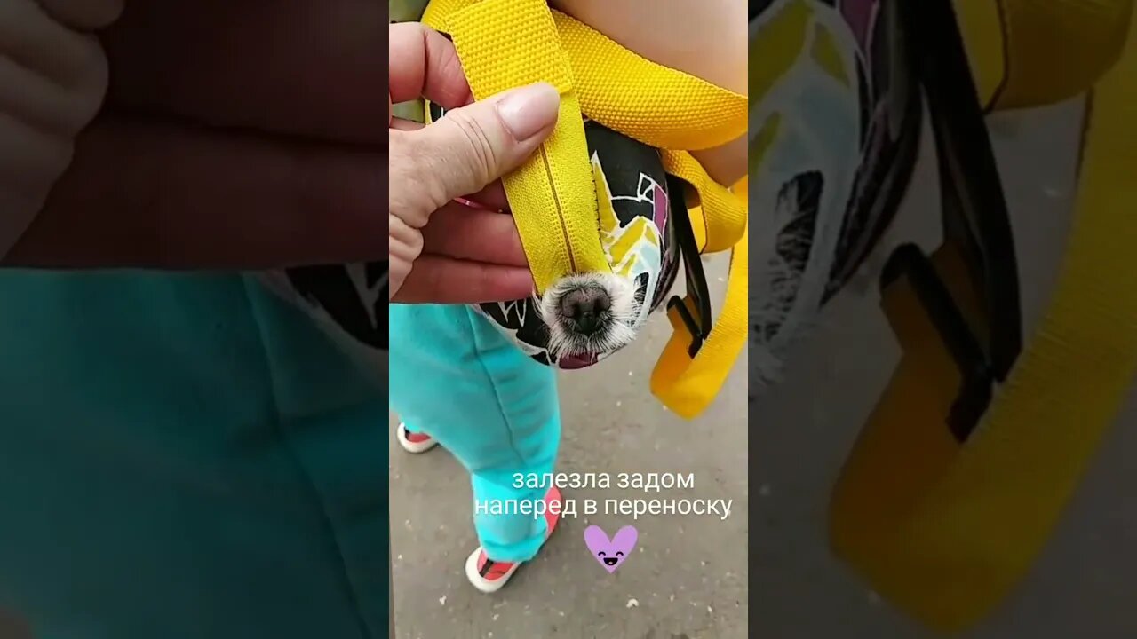 #shorts Смешные Собаки Из Тик Тока 134 Funny Dogs From Tiktok