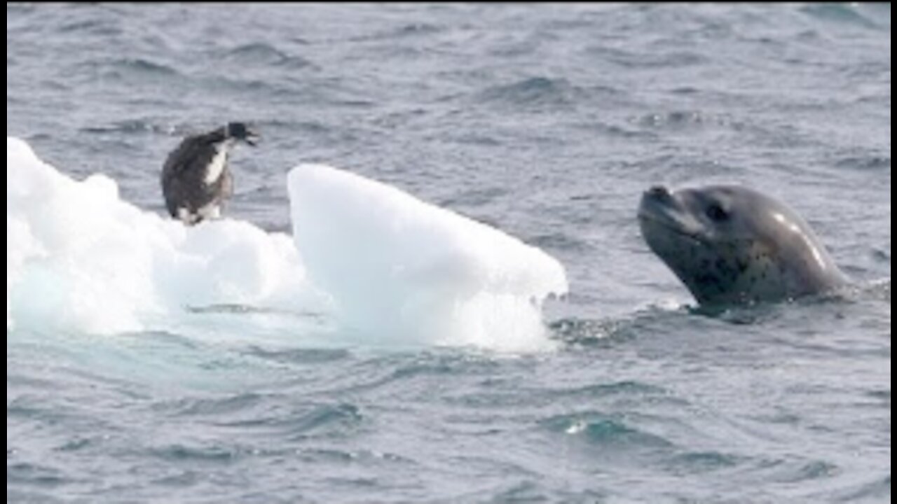 Leopard Seal vs Penguin Chick - Nature is amazing