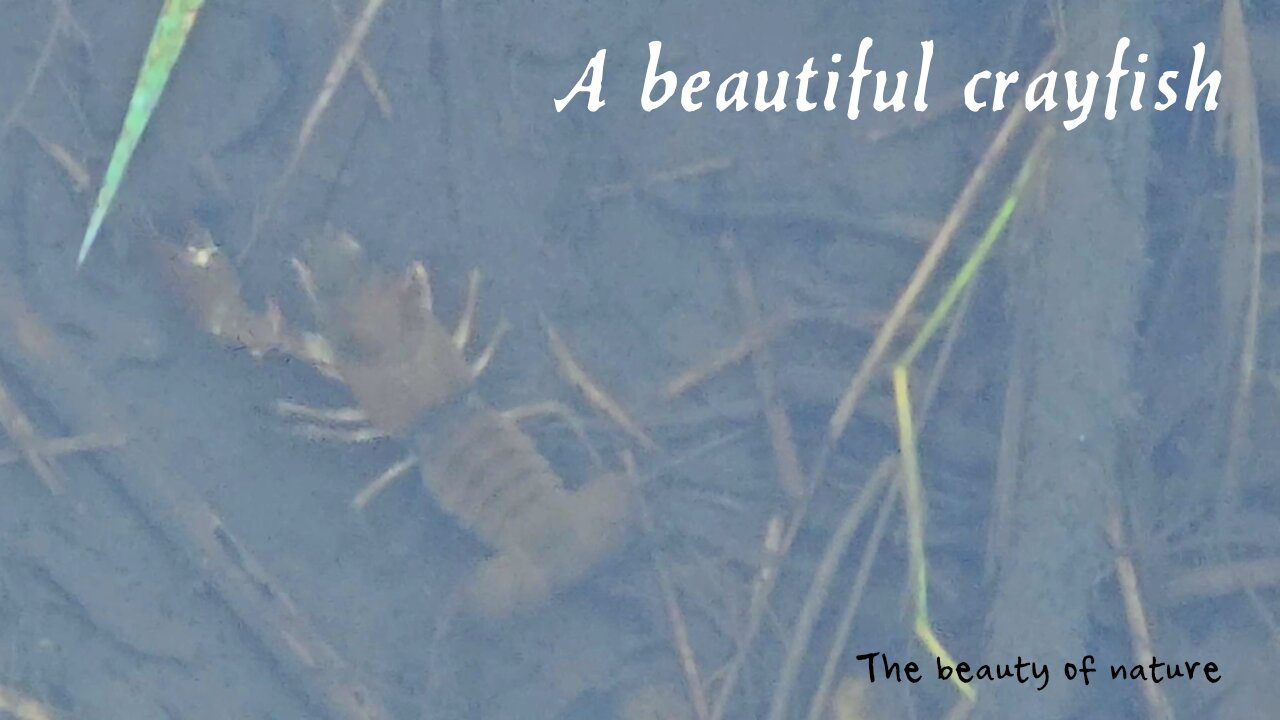 A beautiful crayfish in a river with calm music.