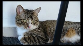 Cat Photography