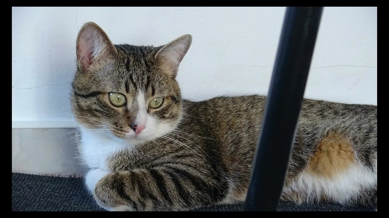 Cat Photography