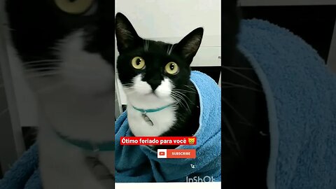 Gato Bartolomeu Tunico 😸