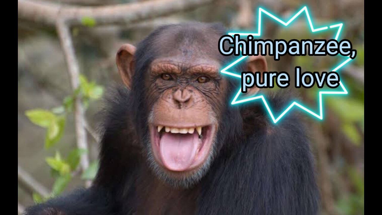 chimpanzee, pure love