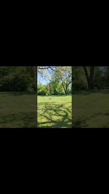 Rúnica running free at the lakeside park