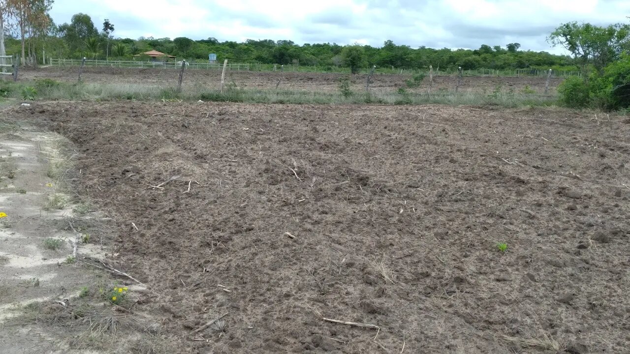 Terra arada e plantada olhem como estão nascendo