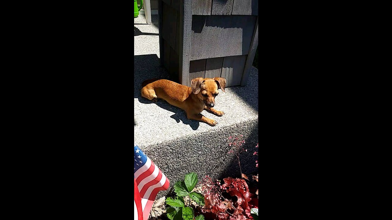Loki the Chiweenie - Doing his favorite thing - Relaxing in the sun!
