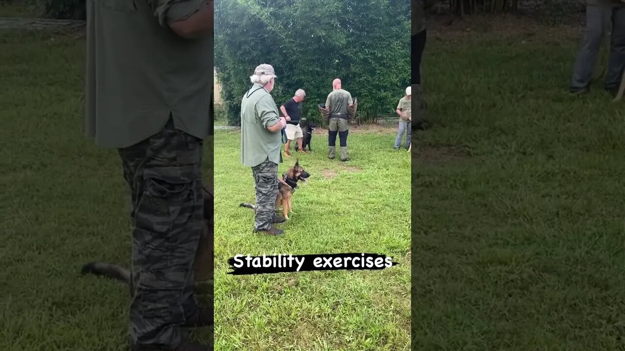 Stability exercises #malinoislovers #dutchshepherd #protectiondog #traineddogs