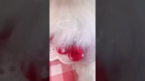 Aww cute cat videos funny Cat Cash Compilation chines Tiktok Cat Meow cat shorts