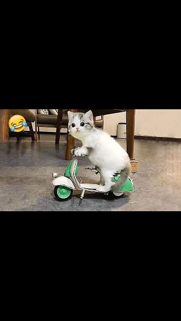 Funniest Animals videos || New funny cats and dogs videos 2024 😹🐶