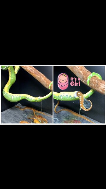 Amazing Snake �gives birth moments captured