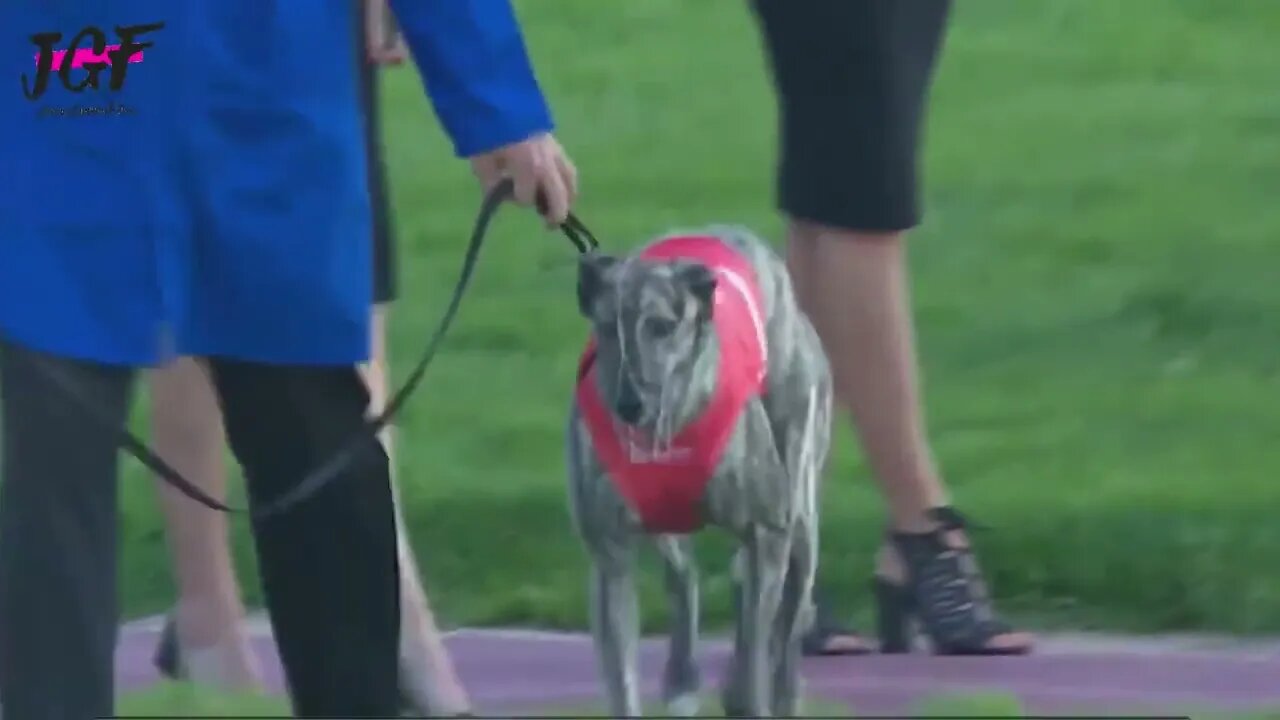 Greyhound dog racing - Track race 480m