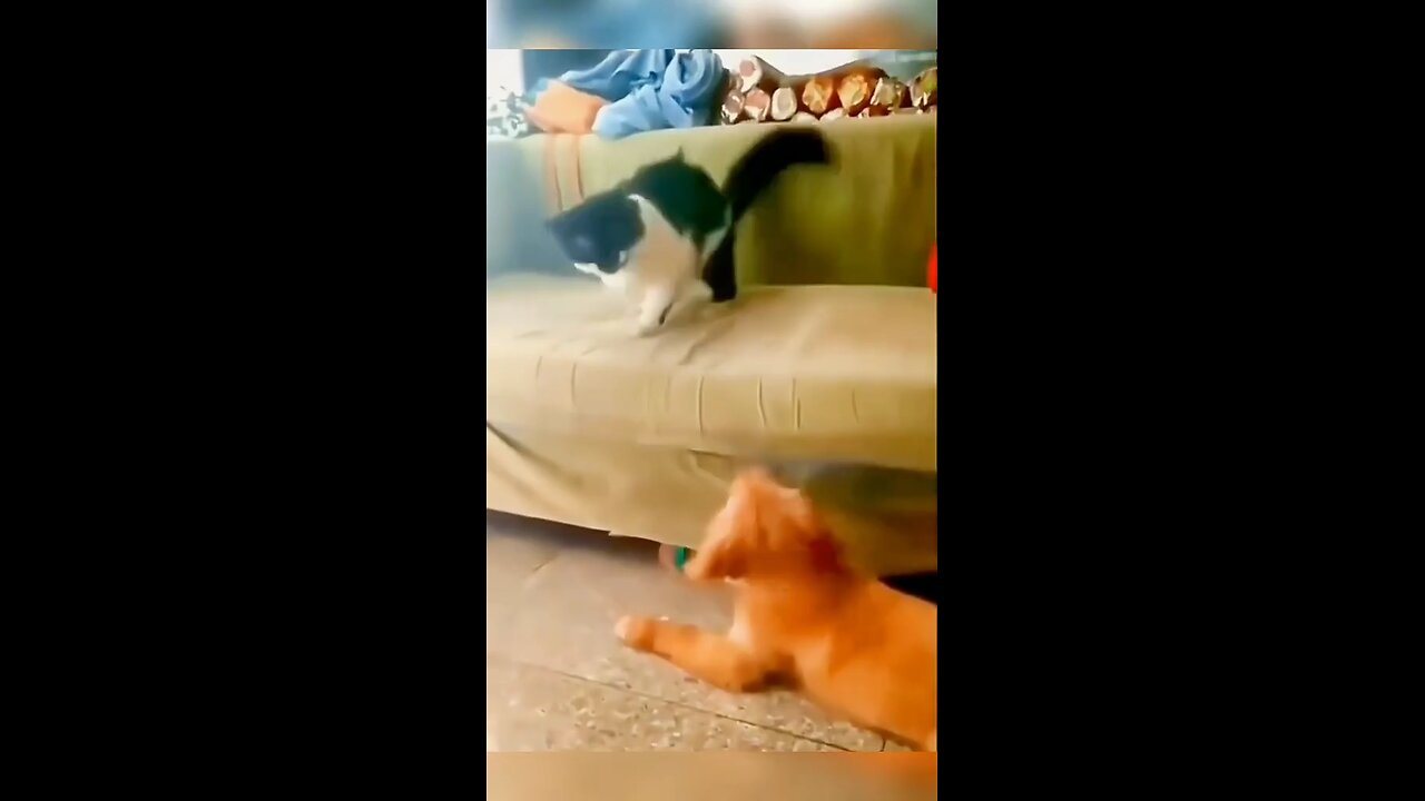 cat and dog fights