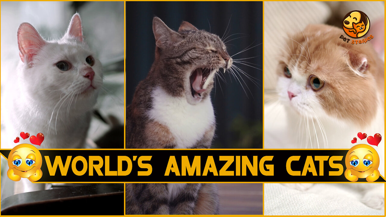 World's Most Amazing & Beautiful Cats (HD) | Everyone Should Watch This "Pet Stories"