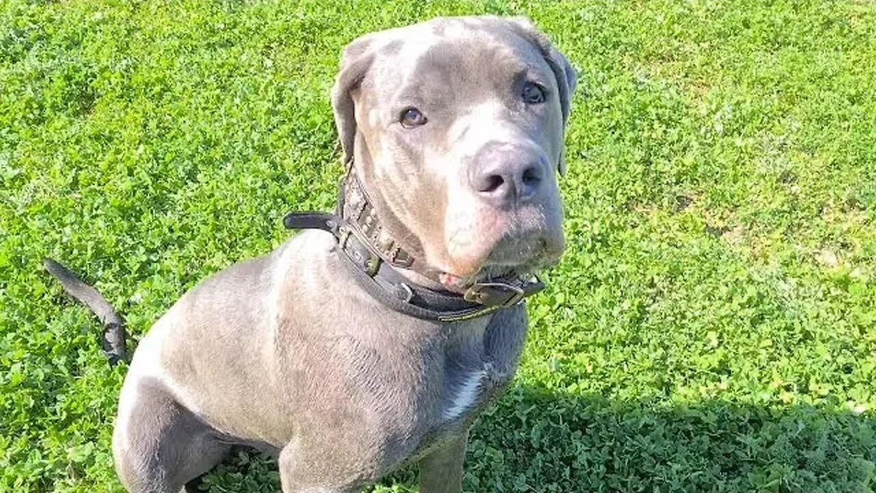 Bruce The Puppy Cane Corso 50 KG 110 Lbs 10.5 Months Old Walking