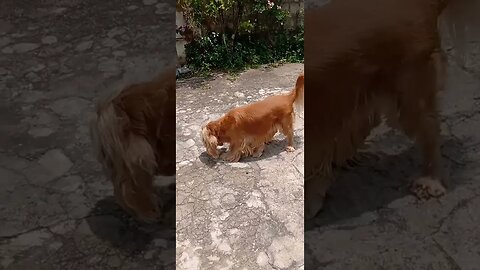 #dogshow , #animals , #dogs , #shorts