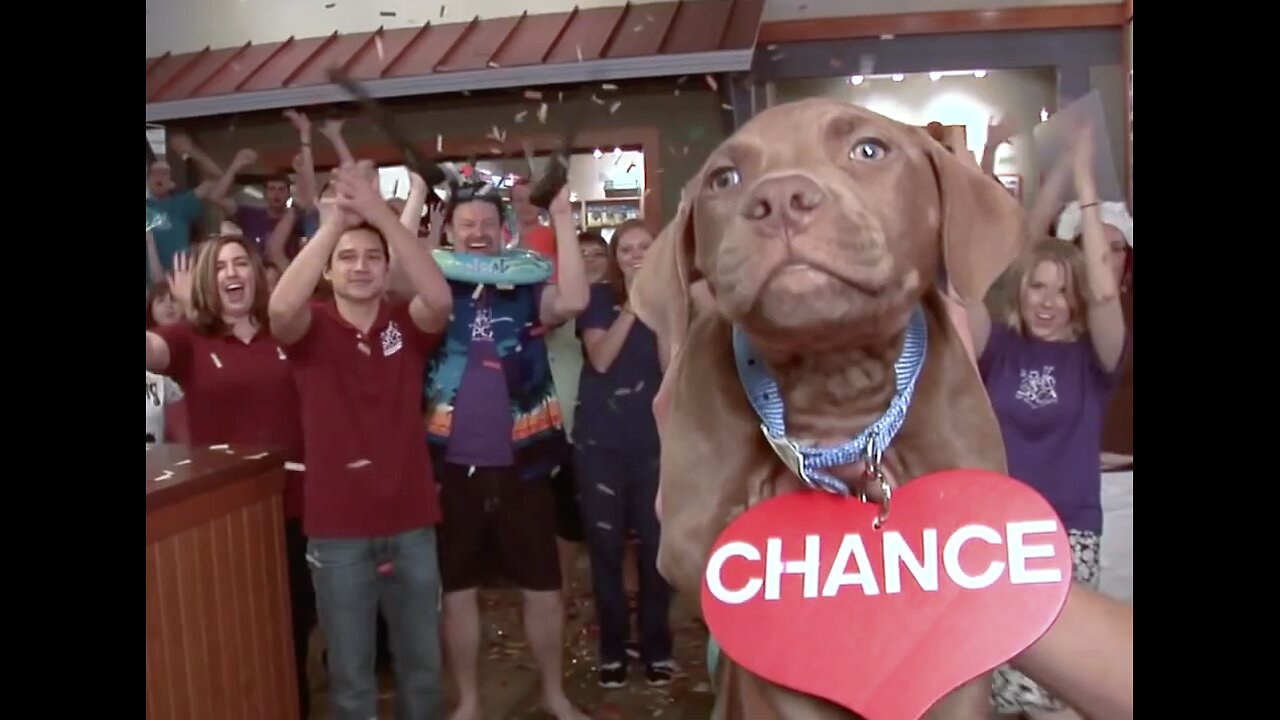 SPCA Take A Chance - Best Adoption Video ever created