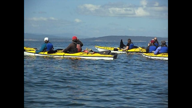 Whoa! Killer Whales!! Would YOU Want To Be THIS Close!?