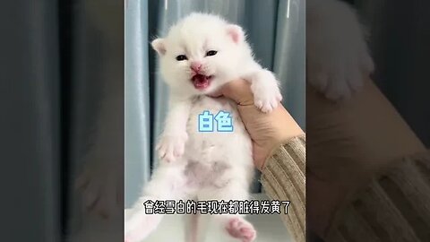 Have you ever seen a kitten volunteered to take baths