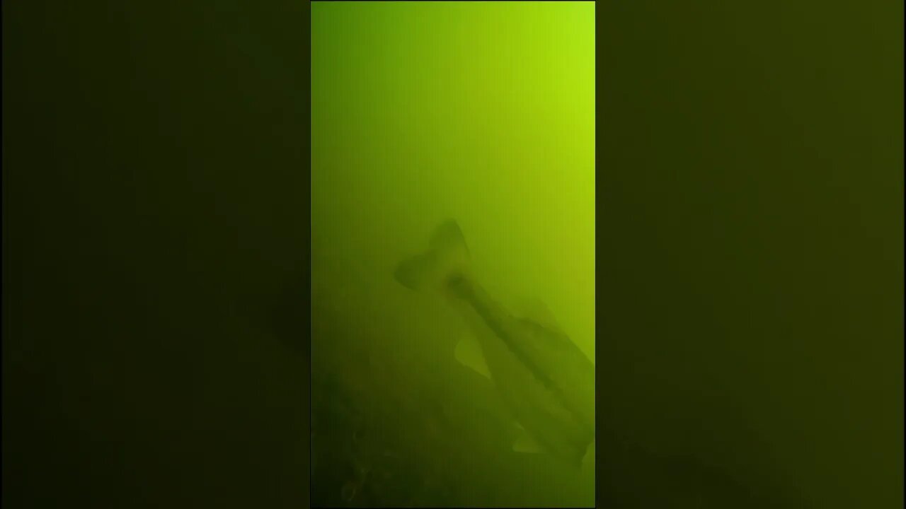 largemouth in the river