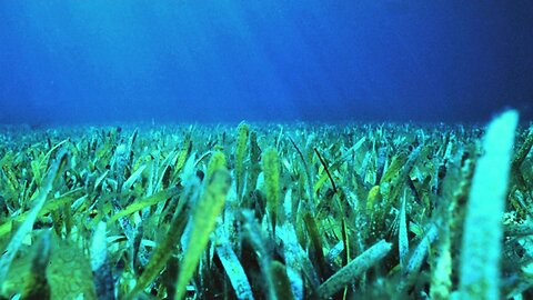 The U.N. Wants To Expand One Of Our Best Carbon Storage Tools