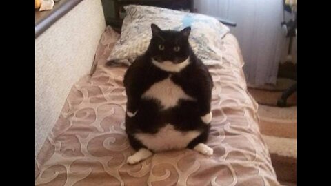 World's Fattest Cats in the World 2021 Compilation