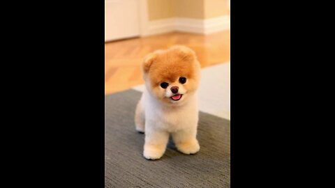 Baby Dogs 🤩 Cute and Funny Dog Videos Compilation • 30 Minutes of Funny Puppy Videos 2022